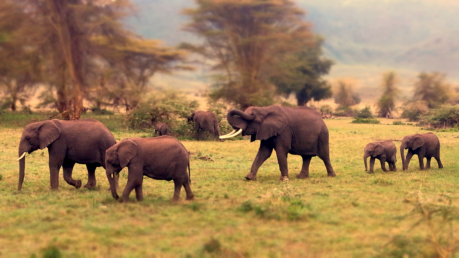 Guided safari tour in Tanzania